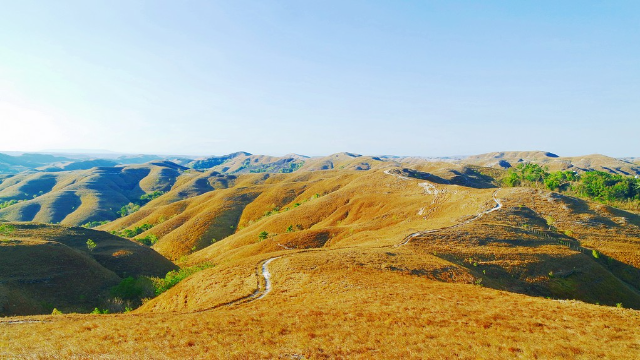 Pesona Bukit Wairinding: Lanskap Hijau Eksotis di Sumba